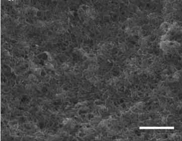 Cartilage regeneration up close - A scanning electron microscope image shows a carbon nanotube/polymer composite surface that grows cartilage. Scale bar = 500 nm.